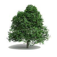 free 3d model tree object