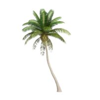 free palm tree 3d model download دانلود آبجکت درخت نخل 3dmax کد4