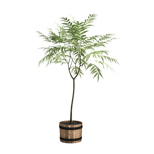 free 3d plant model