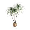 free plant 3d model no 23