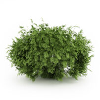 free 3d model bush