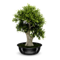 bonsai 3d model