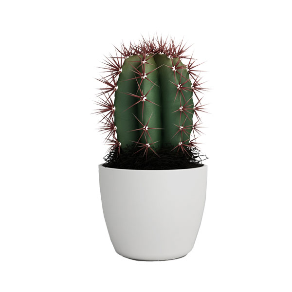 free cactus 3d model no 25